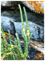 Salicornia littorea
