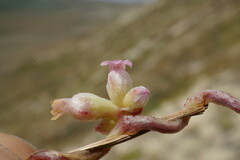 Cuscuta lupuliformis
