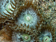 Palythoa grandiflora