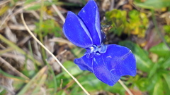Gentiana bavarica bavarica