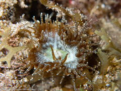 Palythoa grandiflora