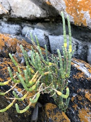 Salicornia littorea