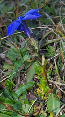 Gentiana bavarica bavarica