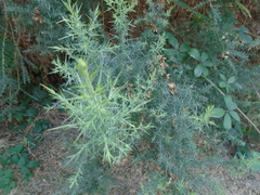 Ulex europaeus