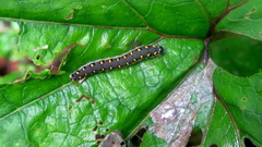 Tenthredo mandibularis