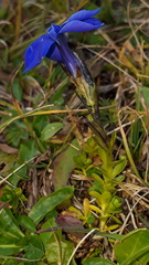Gentiana bavarica bavarica