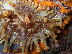 Telmatactis cricoides