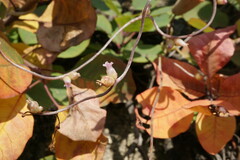 Cuscuta lupuliformis