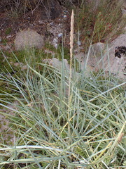 Leymus arenarius