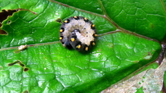 Tenthredo mandibularis