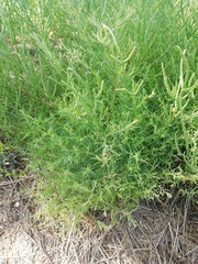 Suaeda maritima