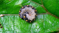 Tenthredo mandibularis