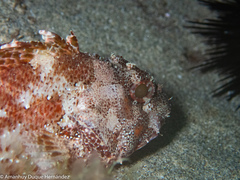 Scorpaena maderensis