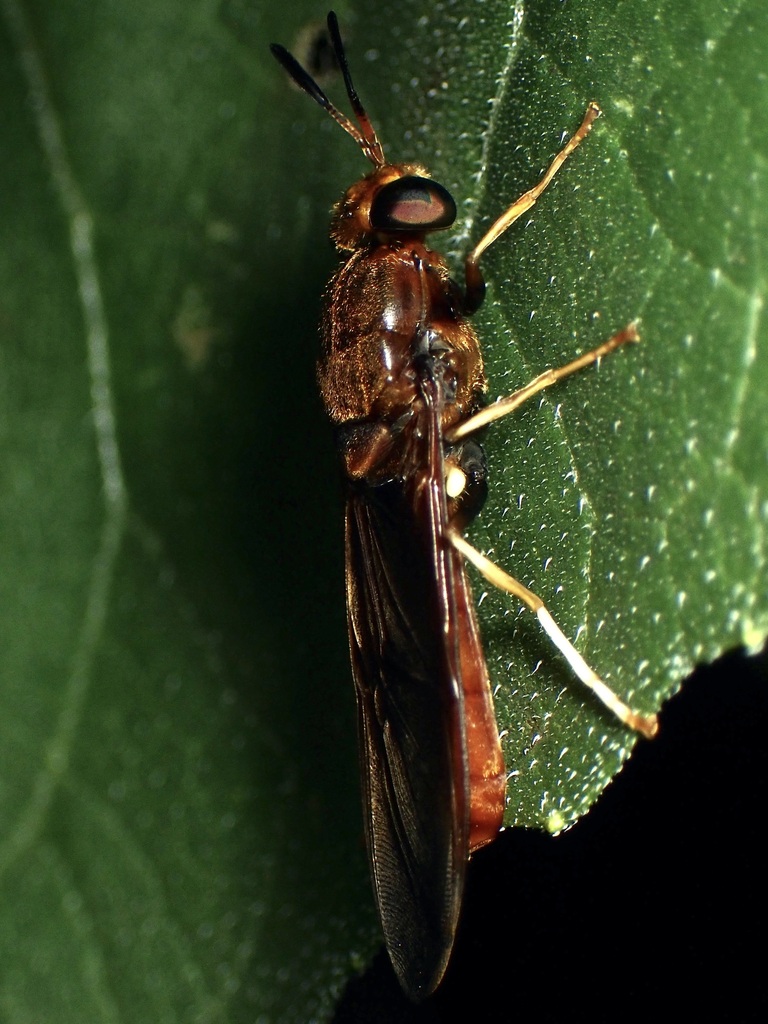 Hermetia concinna