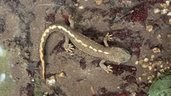 Calotriton asper