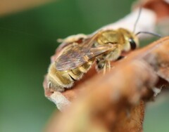 Seladonia