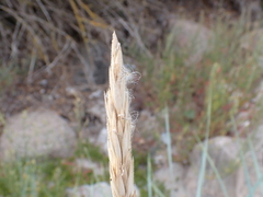 Leymus arenarius