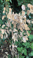 Lunaria annua