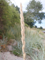 Leymus arenarius