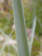 Leymus arenarius