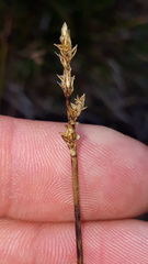 Carex brunnescens