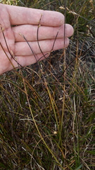 Carex brunnescens
