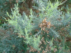 Ulex europaeus
