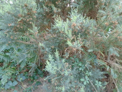 Ulex europaeus