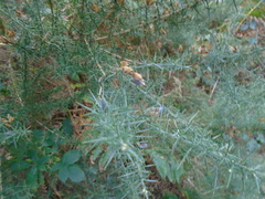 Ulex europaeus