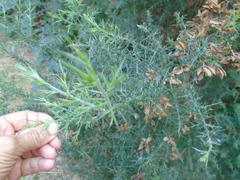 Ulex europaeus