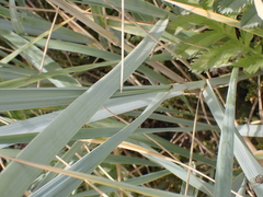 Leymus arenarius