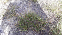 Carex brunnescens