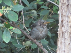 Turdus merula