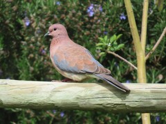 Streptopelia senegalensis senegalensis
