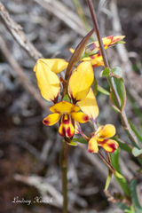 Diuris brockmanii