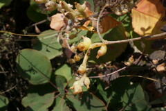 Cuscuta lupuliformis