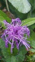 Centaurea nervosa