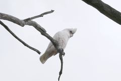 Cacatua sanguinea