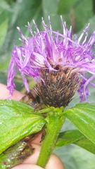 Centaurea nervosa