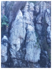 Roccellina hypomecha