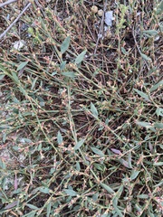 Polygonum arenastrum