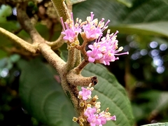 Callicarpa tomentosa