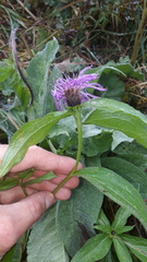 Centaurea nervosa