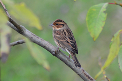 Emberiza pusilla