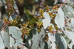 Eucalyptus blakelyi