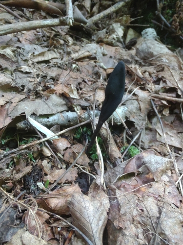 Geoglossum (Photo 8 of 22)