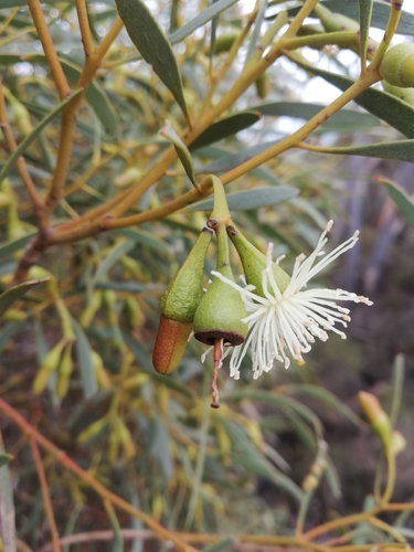 Eucalyptus suggrandis