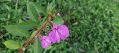 Impatiens balsamina