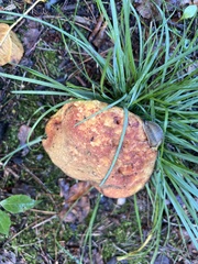 Hypomyces lactifluorum