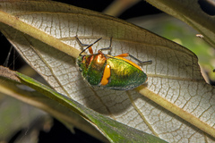 Lampromicra senator
